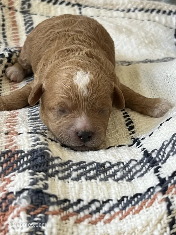 Red Toy Poodle  – Maltipoo, Poodle - Toy  puppy for sale in Vallejo, CA