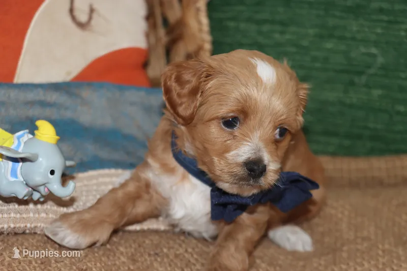 Red Toy Poodle  – Maltipoo, Poodle - Toy  puppy for sale in Vallejo, CA