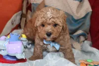 Red Toy Poodle , a male Maltipoo and Poodle - Toy  for sale in Vallejo, CA – 2 of 2