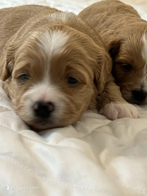 Red Toy Poodle  – Maltipoo, Poodle - Toy  puppy for sale in Vallejo, CA