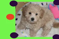 Apricot puppy, a female Maltipoo and Poodle - Toy  for sale in Vallejo, CA – 2 of 4