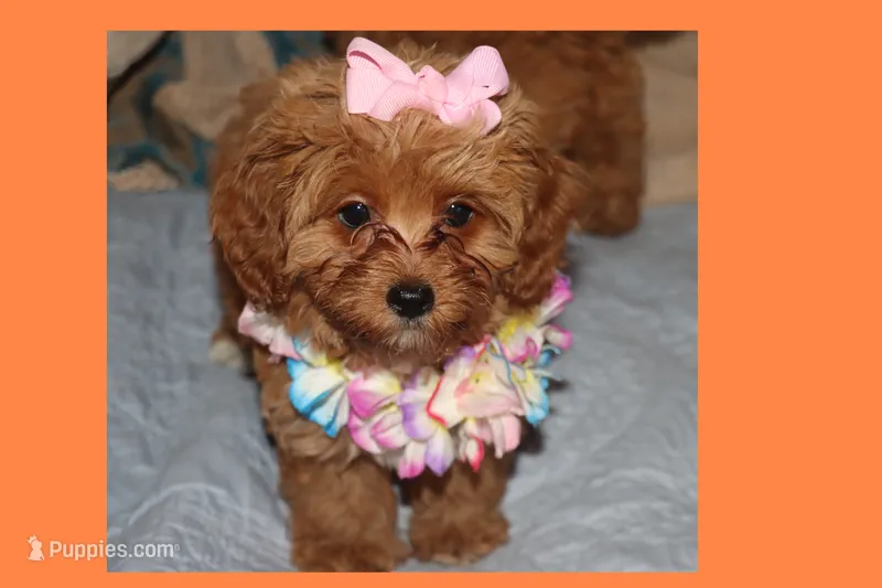 Toy Red Maltipoo – Maltipoo, Poodle - Toy  puppy for sale in Vallejo, CA