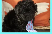 Bogie, a male Maltipoo and Poodle - Toy  for sale in Vallejo, CA – 2 of 3