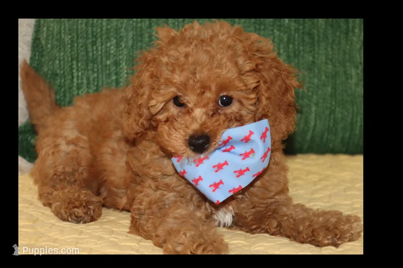 Red toy Maltipoo  – Maltipoo, Poodle - Toy  puppy for sale in Vallejo, CA