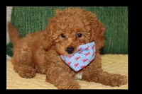 Red toy Maltipoo , a male Maltipoo and Poodle - Toy  for sale in Vallejo, CA – 2 of 5