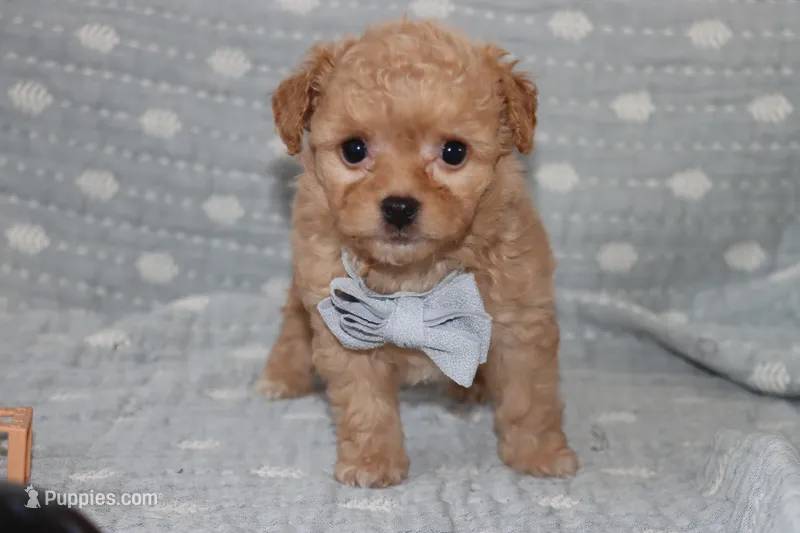 LION – Maltipoo, Poodle - Toy  puppy for sale in Vallejo, CA