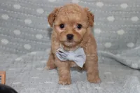 LION, a male Maltipoo and Poodle - Toy  for sale in Vallejo, CA – 2 of 3