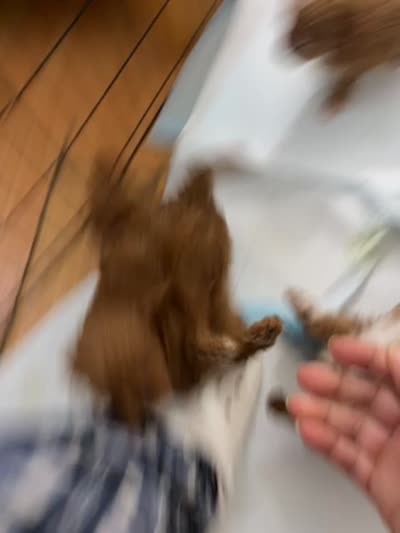 Toy Red Maltipoo, a female Maltipoo and Poodle - Toy  for sale in Vallejo, CA – 2 of 2
