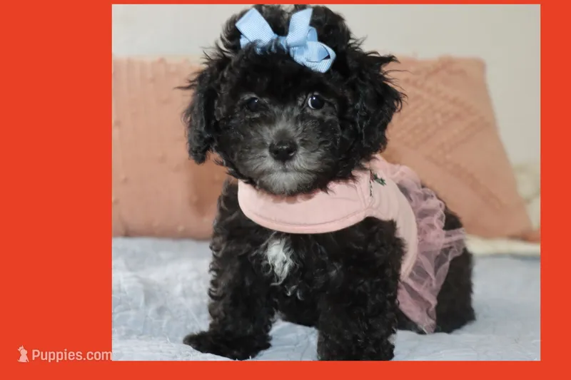 MIA – Maltipoo puppy for sale in Vallejo, CA