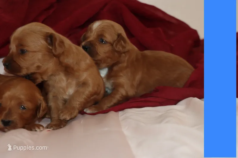 TINY RED TOY MALTIPOO – Maltipoo, Poodle - Toy  puppy for sale in Vallejo, CA