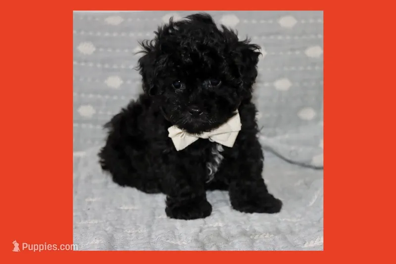 Bogie – Maltipoo, Poodle - Toy  puppy for sale in Vallejo, CA