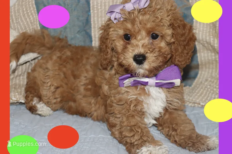 Toy Red Maltipoo – Maltipoo, Poodle - Toy  puppy for sale in Vallejo, CA