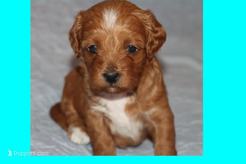 TIGRE – Maltipoo, Poodle - Toy  puppy for sale in Vallejo, CA