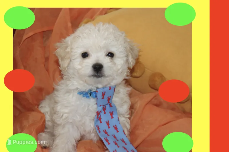 Toy Maltipoo  – Maltipoo, Poodle - Toy  puppy for sale in Vallejo, CA