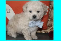 BEAR, a male Maltipoo and Poodle - Toy  for sale in Vallejo, CA – 3 of 3