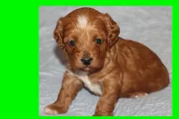 TIGRE, a male Maltipoo and Poodle - Toy  for sale in Vallejo, CA – 3 of 3