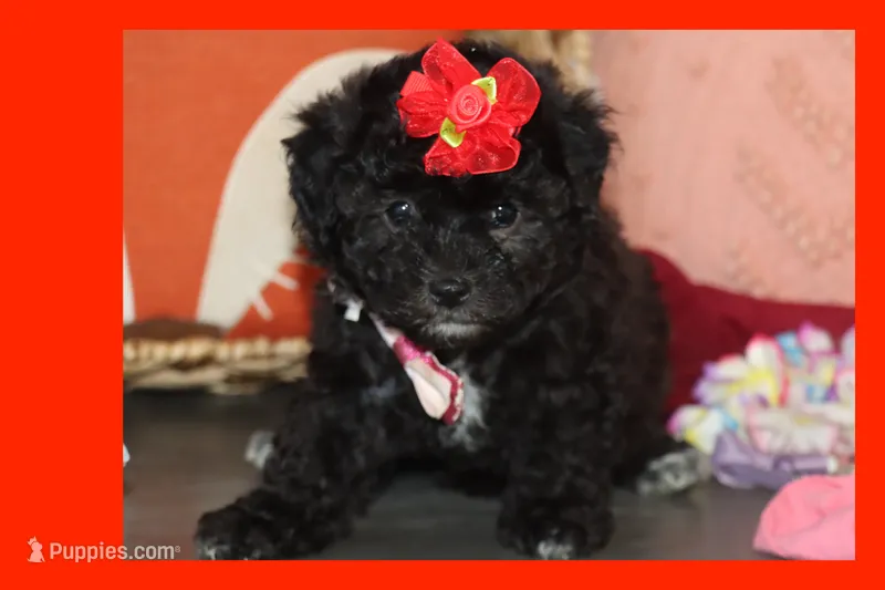 MIA – Maltipoo puppy for sale in Vallejo, CA