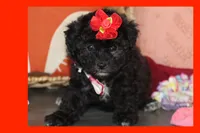 MIA, a female Maltipoo for sale in Vallejo, CA – 1 of 3