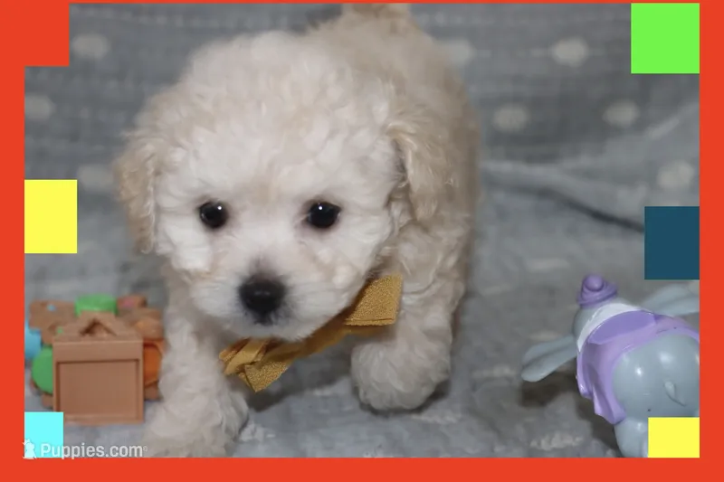 MAXI – Maltipoo, Poodle - Toy  puppy for sale in Vallejo, CA