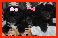 Toy puppy maltipoo, a female Maltipoo for sale in Vallejo, CA – 5 of 7