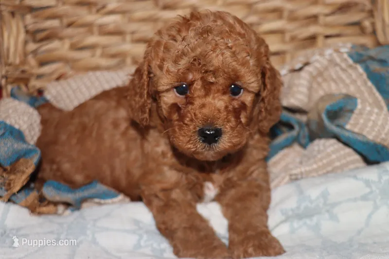 Red toy Maltipoo  – Maltipoo, Poodle - Toy  puppy for sale in Vallejo, CA