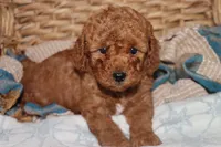 Red toy Maltipoo , a male Maltipoo and Poodle - Toy  for sale in Vallejo, CA – 4 of 4