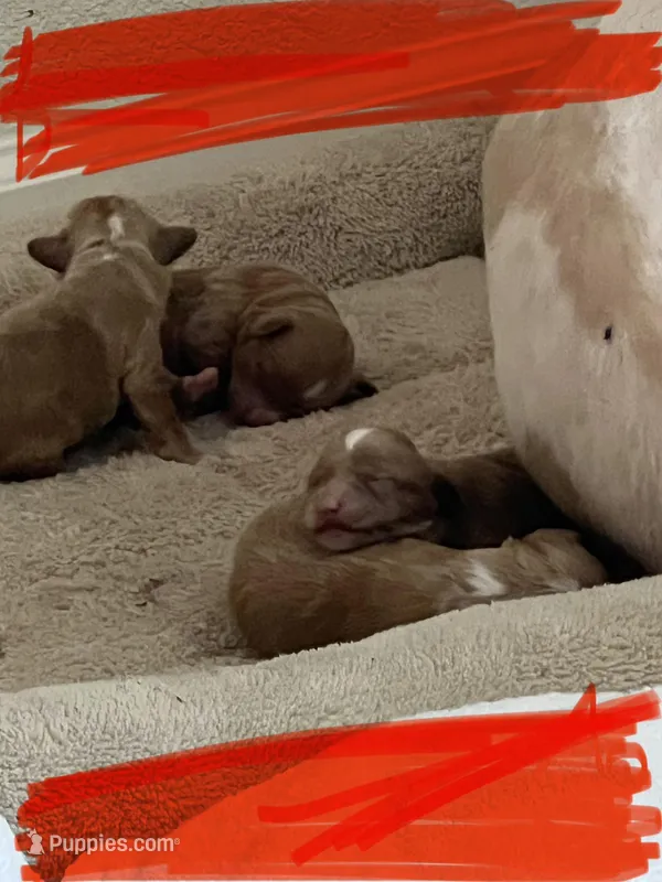 Red toy maltipoo  – Maltipoo, Poodle - Toy  puppy for sale in Vallejo, CA