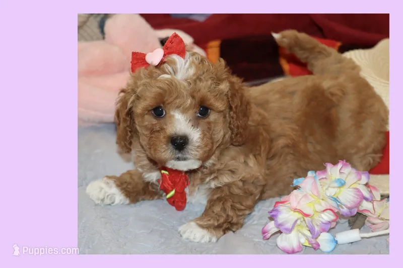 Red Toy Maltipoo – Maltipoo, Poodle - Toy  puppy for sale in Vallejo, CA