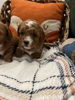 Red Toy Maltipoo, a female Maltipoo and Poodle - Toy  for sale in Vallejo, CA – Photo 3 of 3