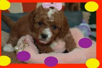 Red Toy Maltipoo, a female Maltipoo and Poodle - Toy  for sale in Vallejo, CA – Photo 1 of 3