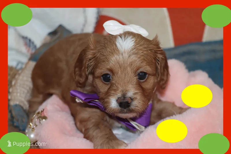 Red Toy Maltipoo – Maltipoo, Poodle - Toy  puppy for sale in Vallejo, CA