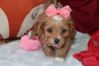 Red Toy Maltipoo, a female Maltipoo and Poodle - Toy  for sale in Vallejo, CA – 2 of 3