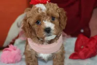 Red Toy Maltipoo, a female Maltipoo and Poodle - Toy  for sale in Vallejo, CA – 3 of 3