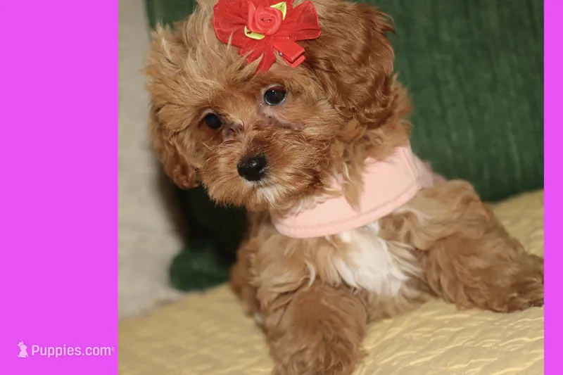 Toy Red Maltipoo – Maltipoo, Poodle - Toy  puppy for sale in Vallejo, CA