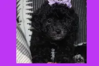 Toy puppy maltipoo, a female Maltipoo for sale in Vallejo, CA – 4 of 7
