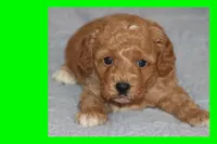 SKY, a male Maltipoo and Poodle - Toy  for sale in Vallejo, CA – 2 of 3