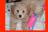 Apricot puppy, a female Maltipoo and Poodle - Toy  for sale in Vallejo, CA – 4 of 4
