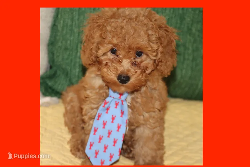 OSITO – Maltipoo, Poodle - Toy  puppy for sale in Vallejo, CA