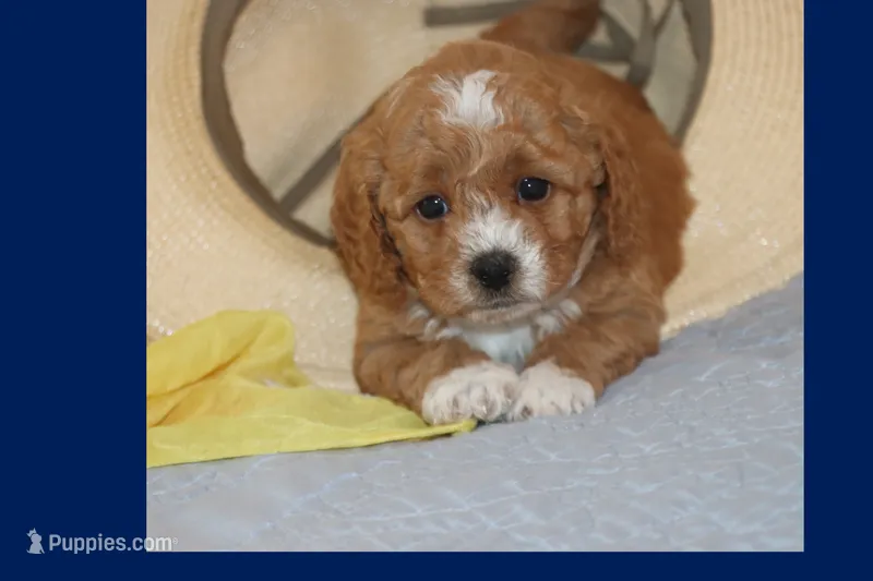 BABY BLUE – Maltipoo, Poodle - Toy  puppy for sale in Vallejo, CA