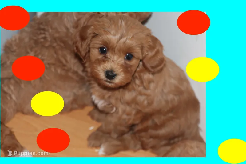 LION – Maltipoo, Poodle - Toy  puppy for sale in Vallejo, CA