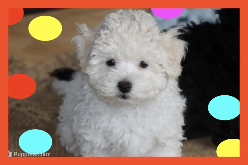 Toy maltipoo – Maltipoo puppy for sale in Vallejo, CA