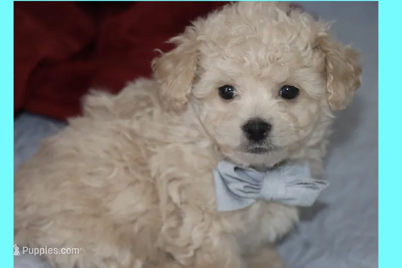 BEAR – Maltipoo, Poodle - Toy  puppy for sale in Vallejo, CA
