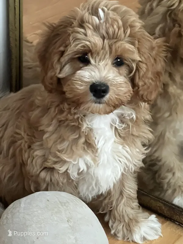 Red toy Maltipoo  – Maltipoo, Poodle - Toy  puppy for sale in Vallejo, CA