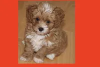 Tigre , a male Maltipoo and Poodle - Toy  for sale in Vallejo, CA – 2 of 4