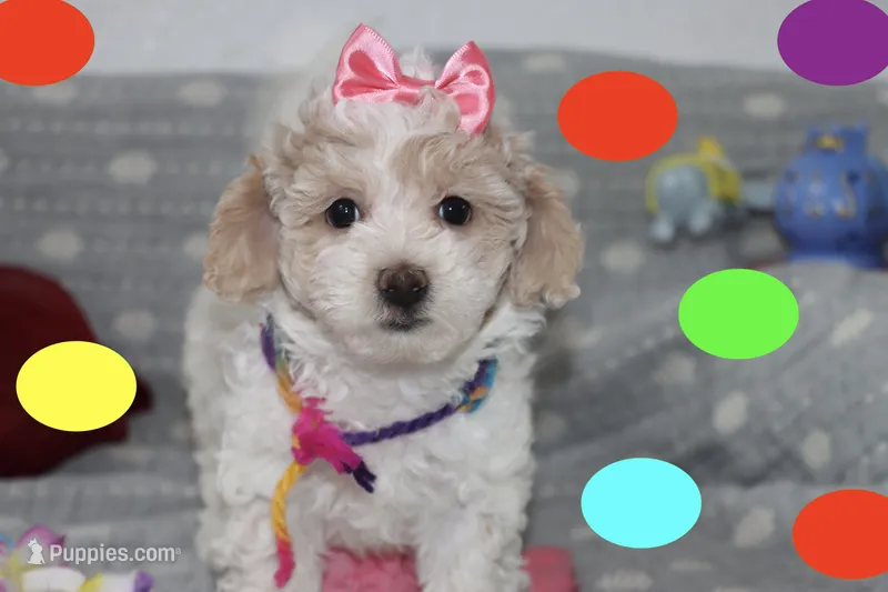 Grace – Maltipoo, Poodle - Toy  puppy for sale in Vallejo, CA