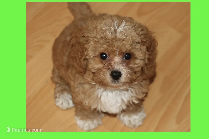 BABY BLUE – Maltipoo, Poodle - Toy  puppy for sale in Vallejo, CA