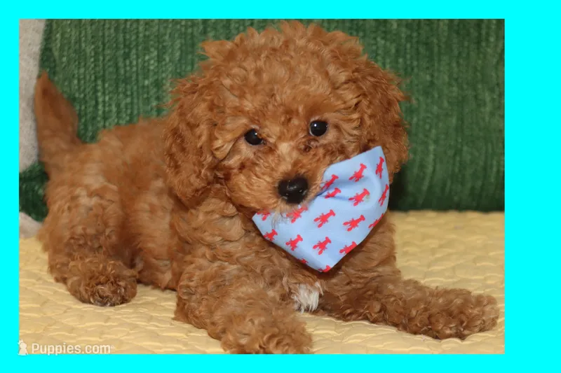 OSITO – Maltipoo, Poodle - Toy  puppy for sale in Vallejo, CA