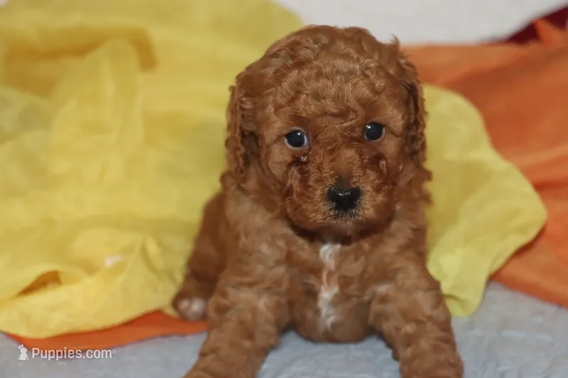Red toy Maltipoo  – Maltipoo, Poodle - Toy  puppy for sale in Vallejo, CA