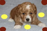 BABY BLUE, a male Maltipoo and Poodle - Toy  for sale in Vallejo, CA – 2 of 3