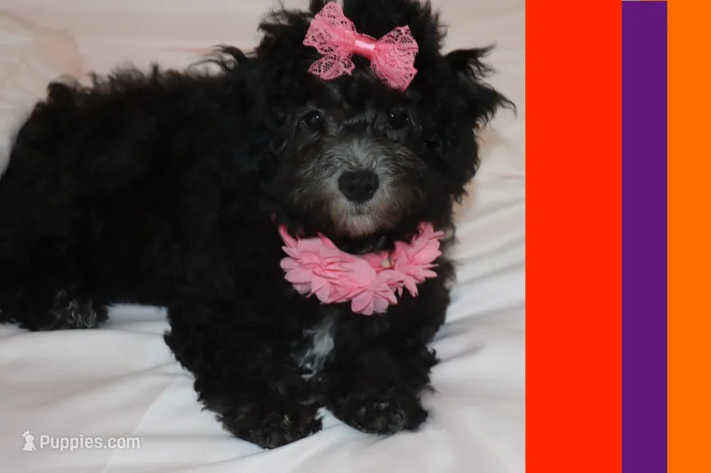 Toy maltipoo – Maltipoo puppy for sale in Vallejo, CA